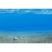 Fragrance Vitalité Marine