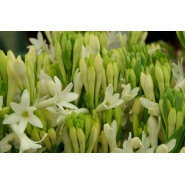 Fragrance Tubéreuse