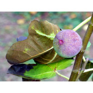 Fragrance Figue Cassis
