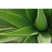 Gel de base Aloe vera 100g