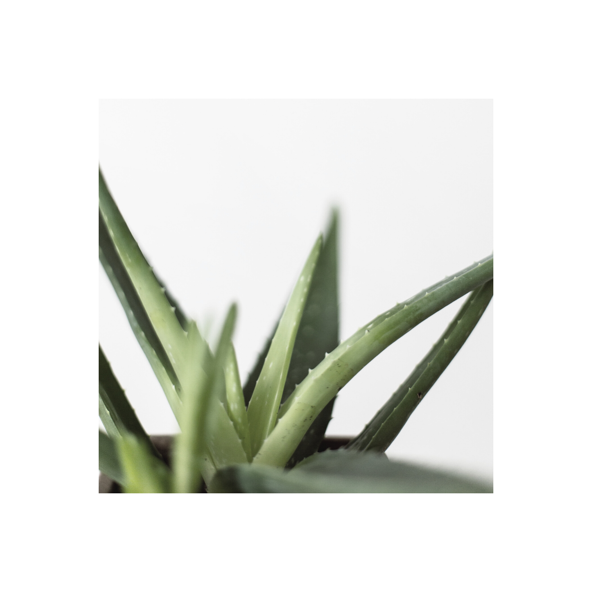 Fragrance Aloe (Grasse) Sans allergène