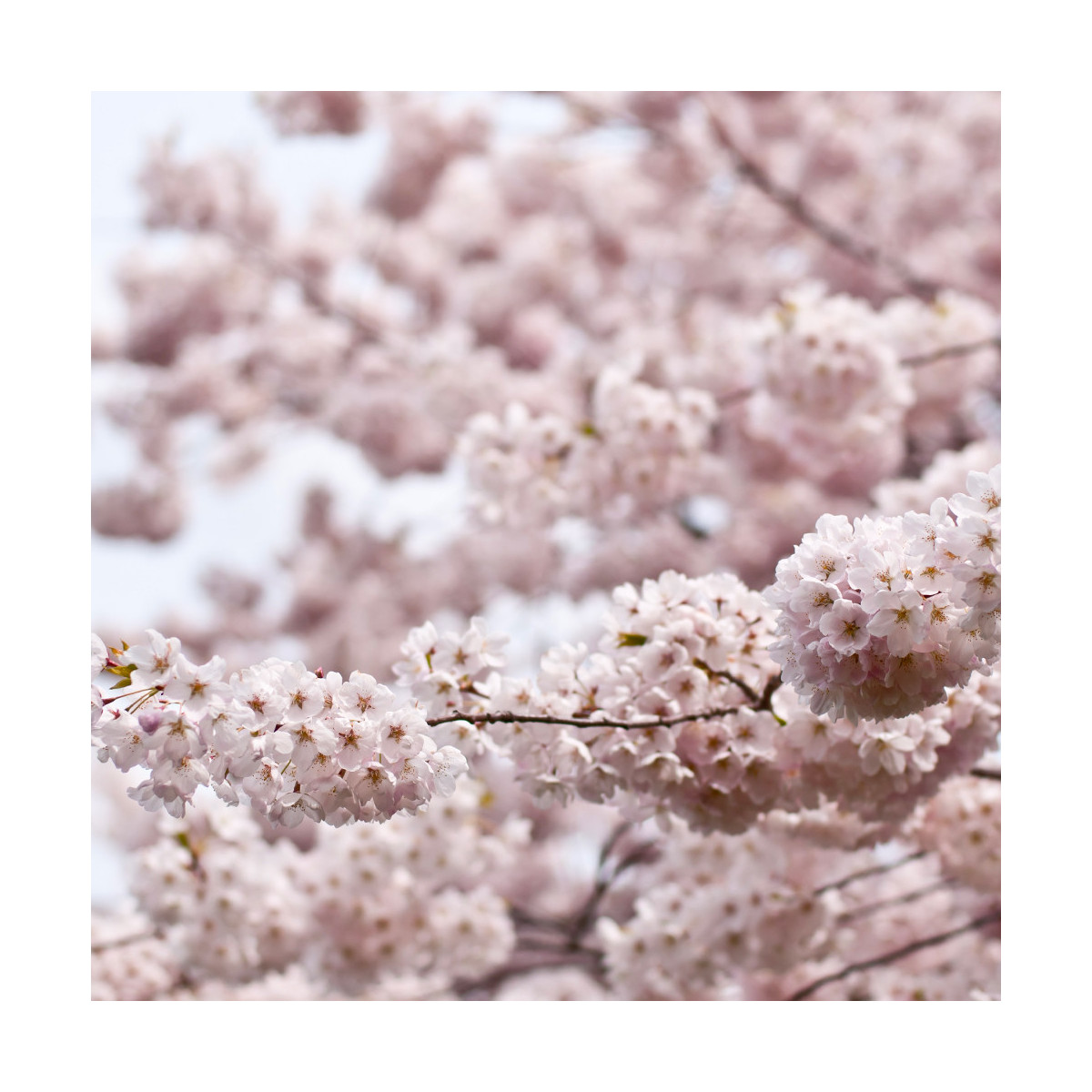 Fragrance Fleur de Cerisier Japonais