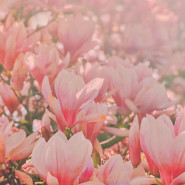 Fragrance Magnolia