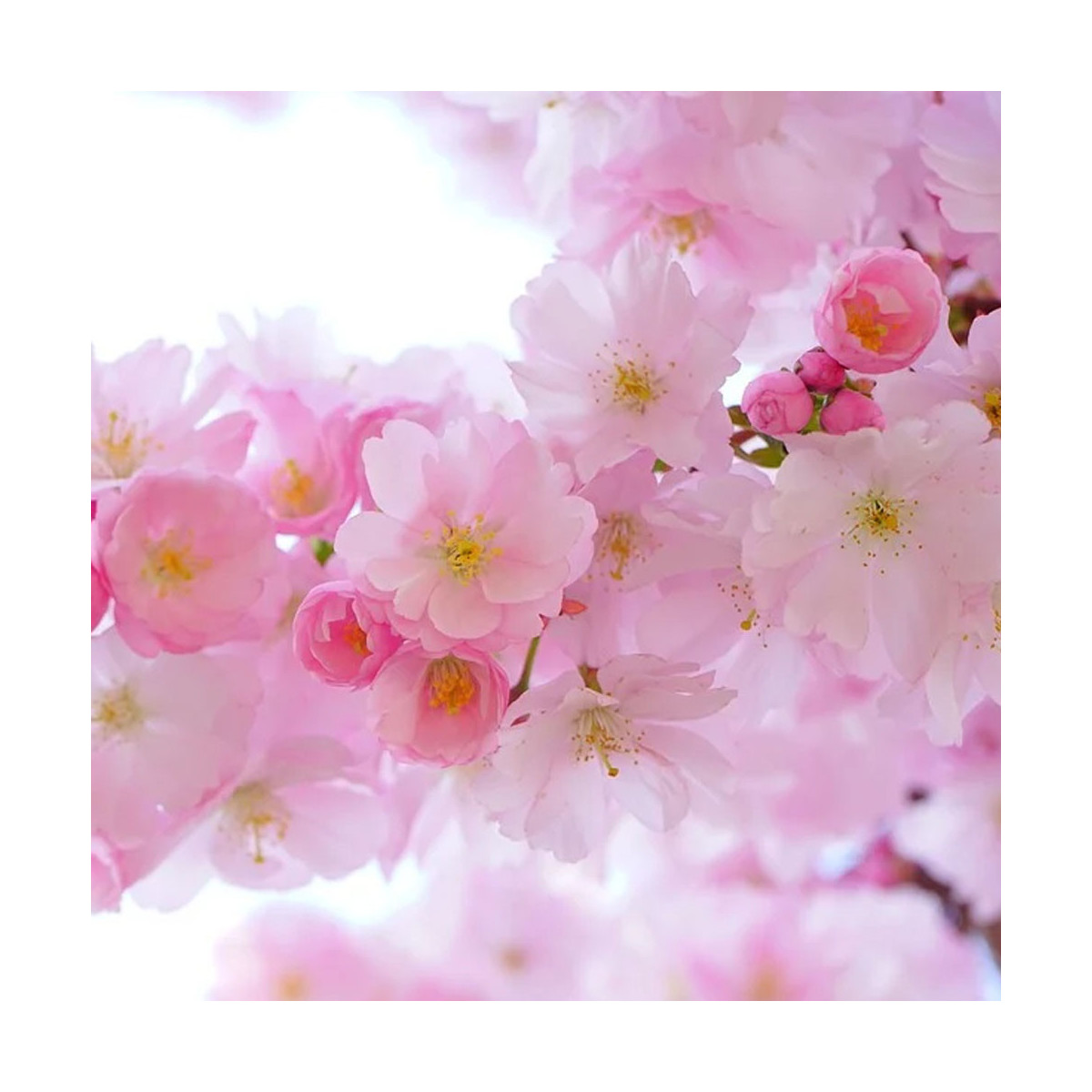 Fragrance Fleur de cerisier (Grasse) Sans allergène