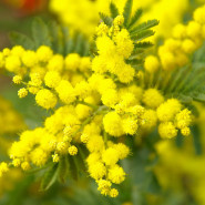 Fragrance Mimosa (Grasse)