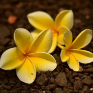 Fragrance Fleur de Tiaré