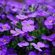 Extrait pour parfum Violette