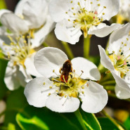 Fragrance Fleur d'oranger Sans allergène