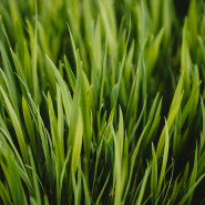 Fragrance Herbe verte