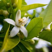 Fragrance Fleur de Néroli
