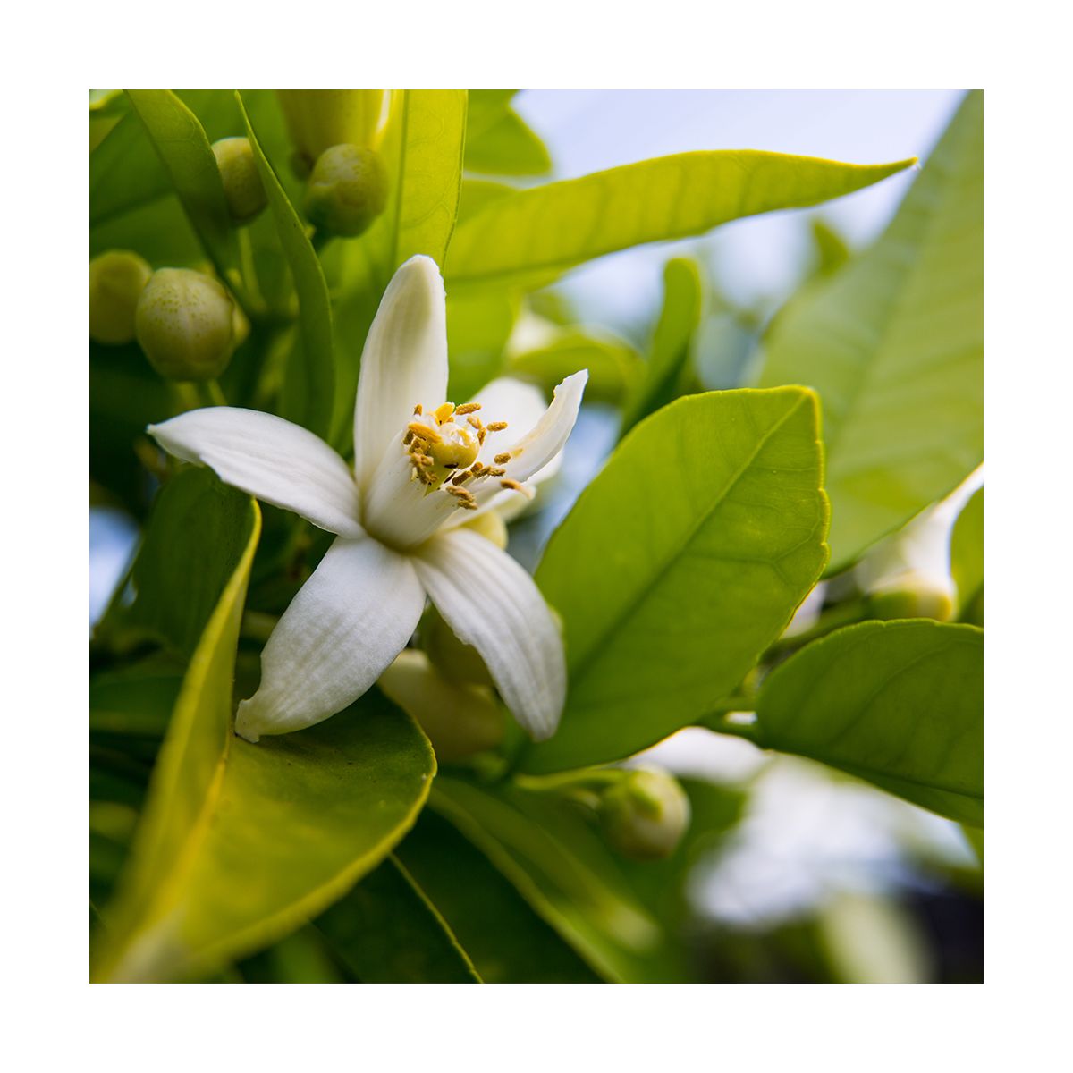 Fragrance Fleur de Néroli