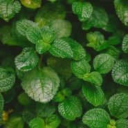 Fragrance Naturelle Menthe