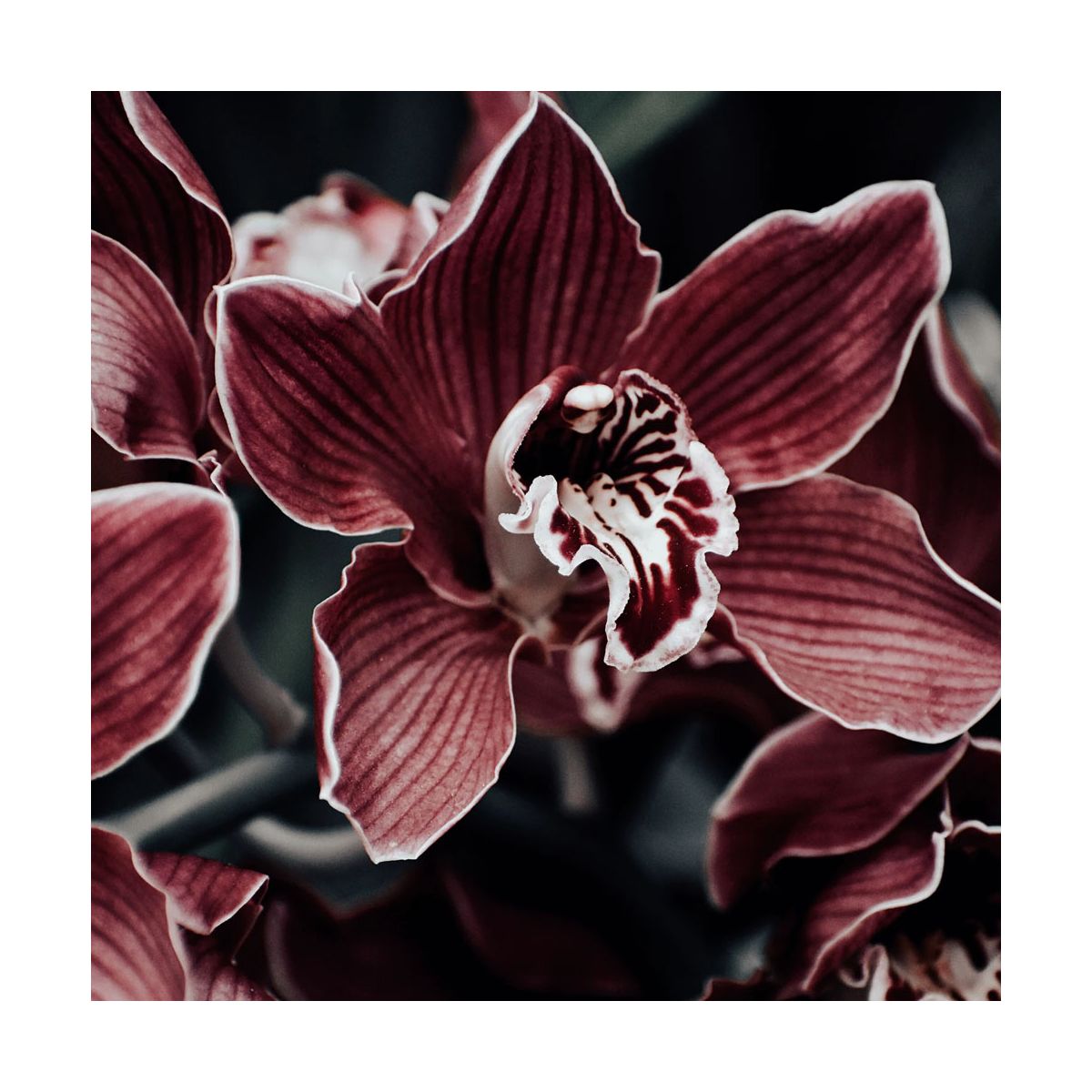 Fragrance Orchidée noire