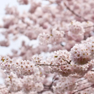 Fragrance Fleur de Cerisier Japonais