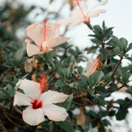 Fragrance Fleurs hawaiennes