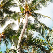 Fragrance Paradis tropical