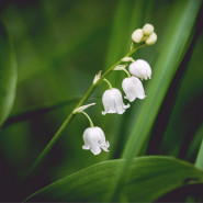 DL/Fragrance Muguet